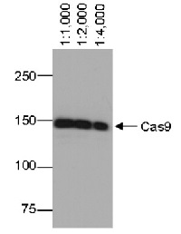 Cas9 | CRISPR-associated endonuclease 9 (monoclonal) in the group Tag Antibodies / CRISPR at Agrisera AB (Antibodies for research) (AS17 4124)